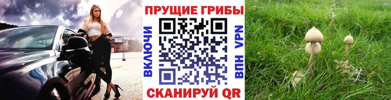 закладка  Выкса  Псилоцибиновые грибы Psilocybine cubensis 